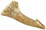 Fossil Sawfish (Onchopristis) Rostral Barb - Morocco #366711-1